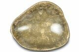 Polished Fossil Coral (Actinocyathus) Dish - Morocco #312153-1